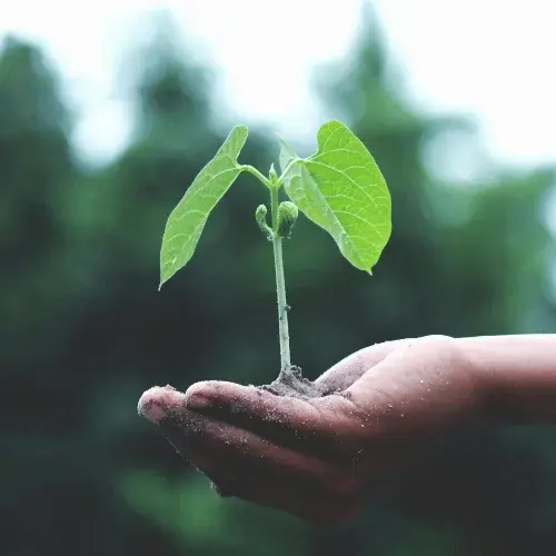 One Tree Planted bosaanplant